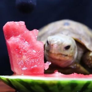 Meet your Posher, Derek